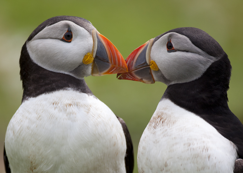 Puffin-love